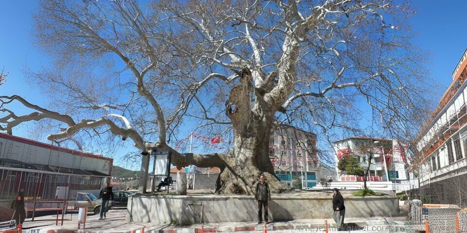 Museum Aglasun Historical Plane Tree, Aglasun, photo