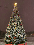 Городская ёлка (Moscow Region, Korolyov, skver Geroyev Kursantov), city tree