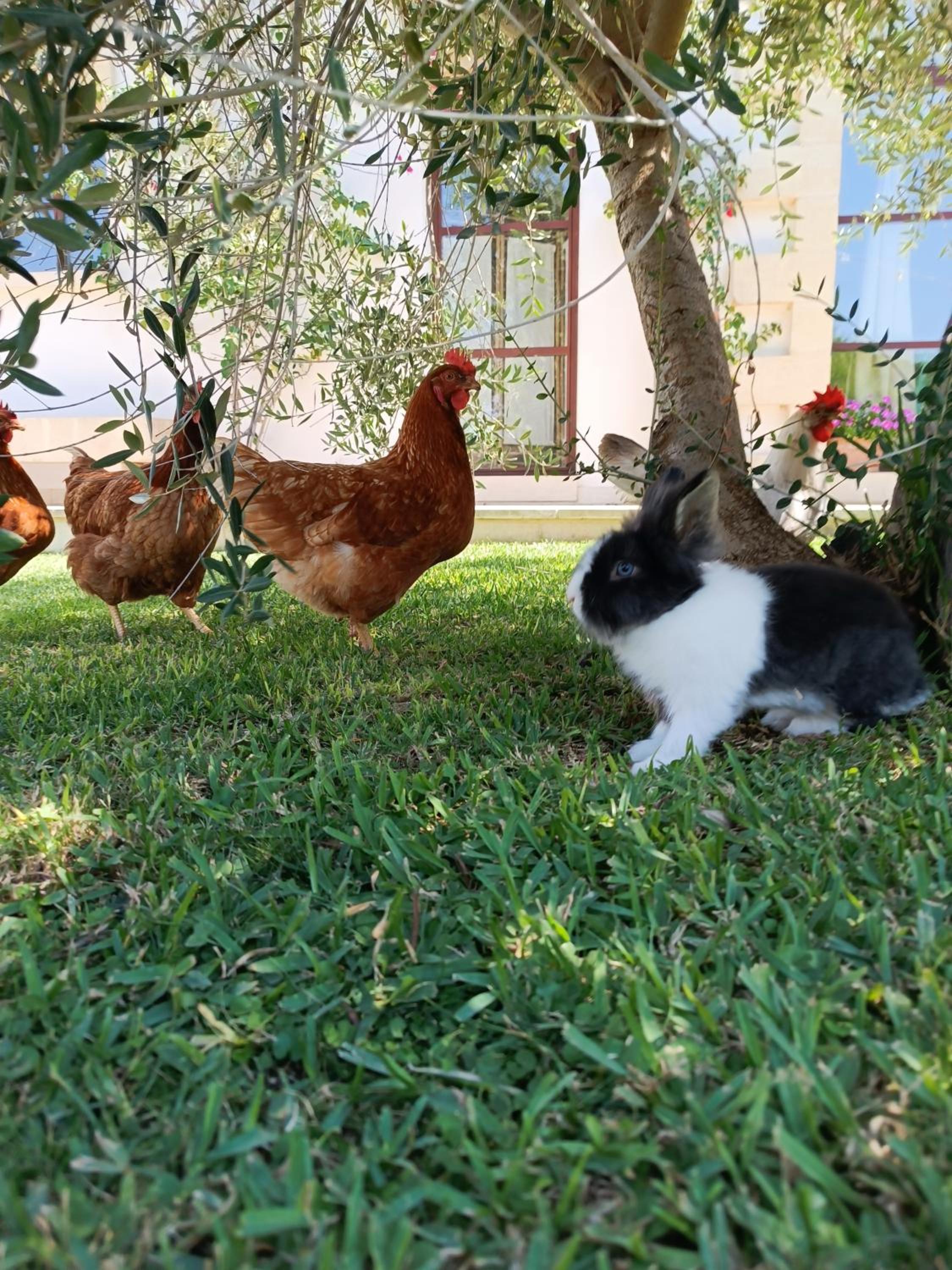 Фото Masseria Costarella