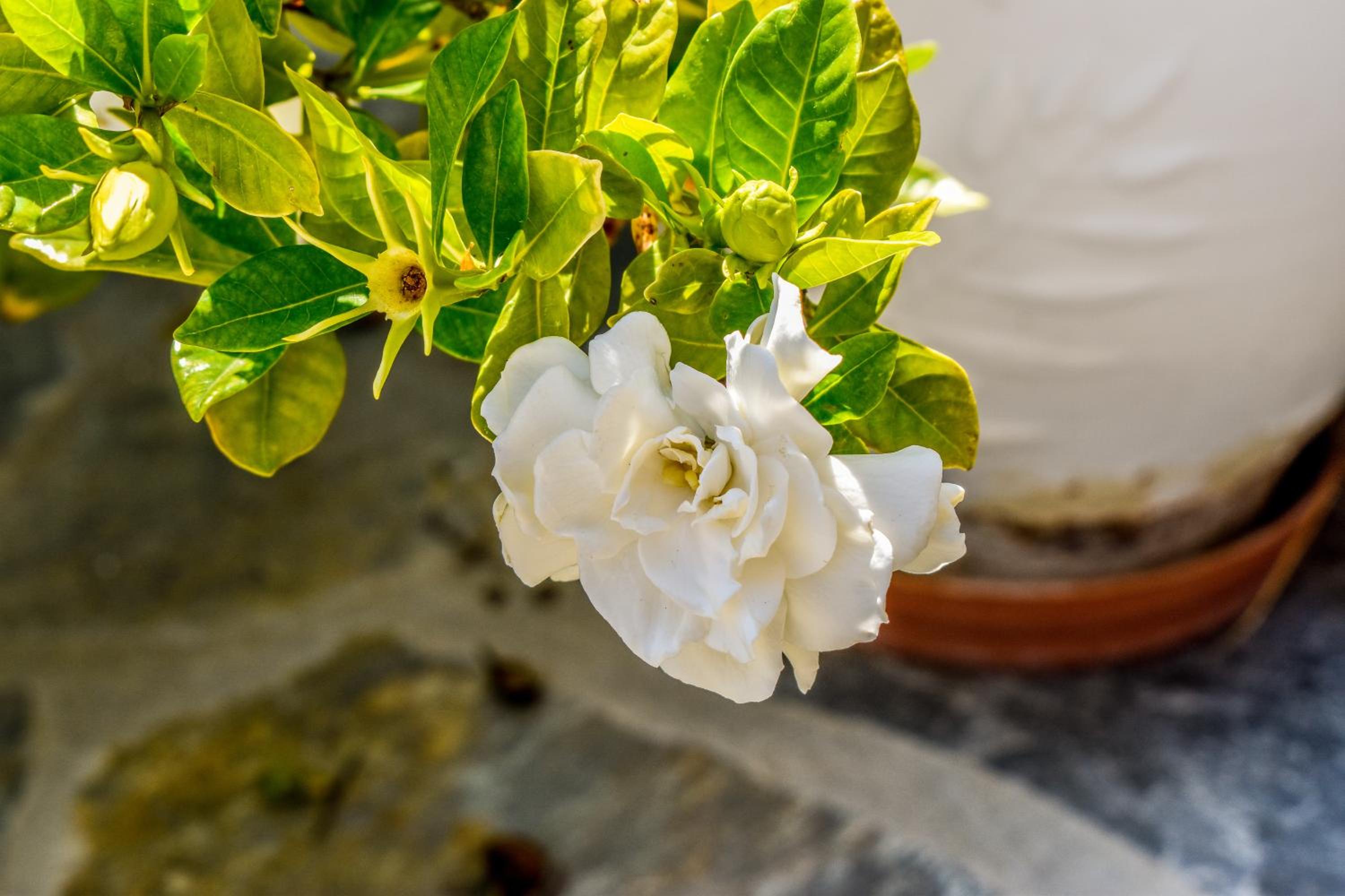 Фото Villa L&m Skiathos