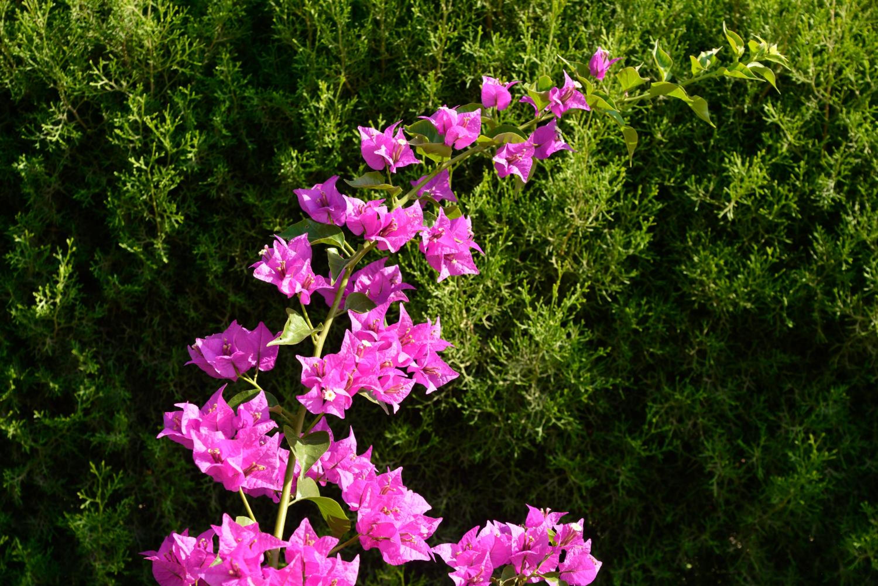 Фото Makronisos Holiday Village