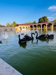Мини зоопарк (Autonomous Republic of Abkhazia, Gagrskiy munitsipalitet, mikrorayon Pitomnik), zoo
