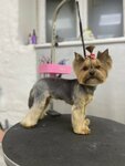 Груминг кабинет Dog-Sity (Molodyozhnaya ulitsa, 4), salón de mascota, peluquería de animales
