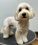 Groom Life (KIM Street, 10А), pet salon
