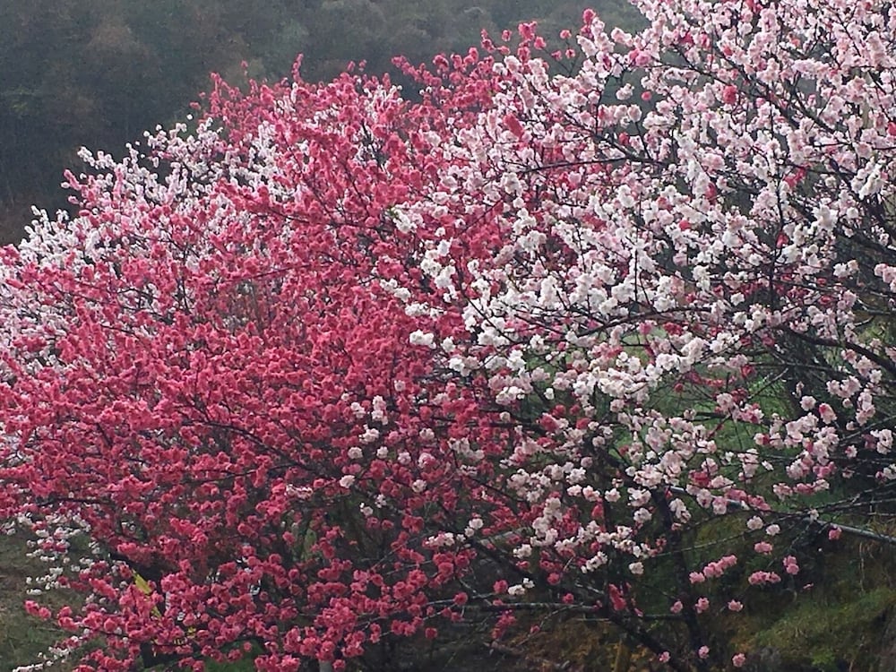 Фото Kinosato Yamanoyu