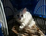 Mavi Pati Veteriner Kliniği (İzmir, Tire, Atatürk Mah., İnönü Blv., 8), clínica veterinaria