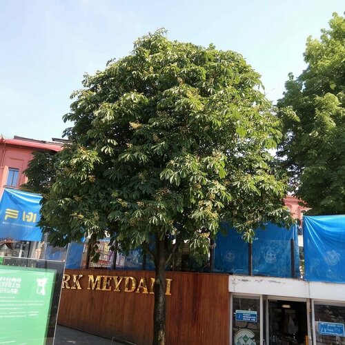 Civelekler Kuyumculuk Fotoğraf 2