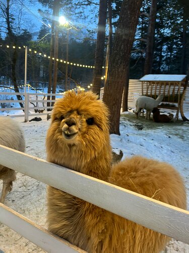 Zoo Park Alpak Simba, , foto