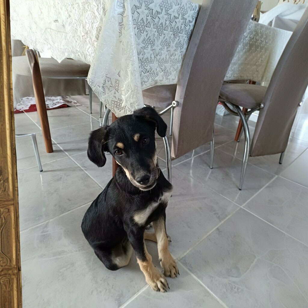 Restaurant Tutlukuyu, Gaziantep, photo