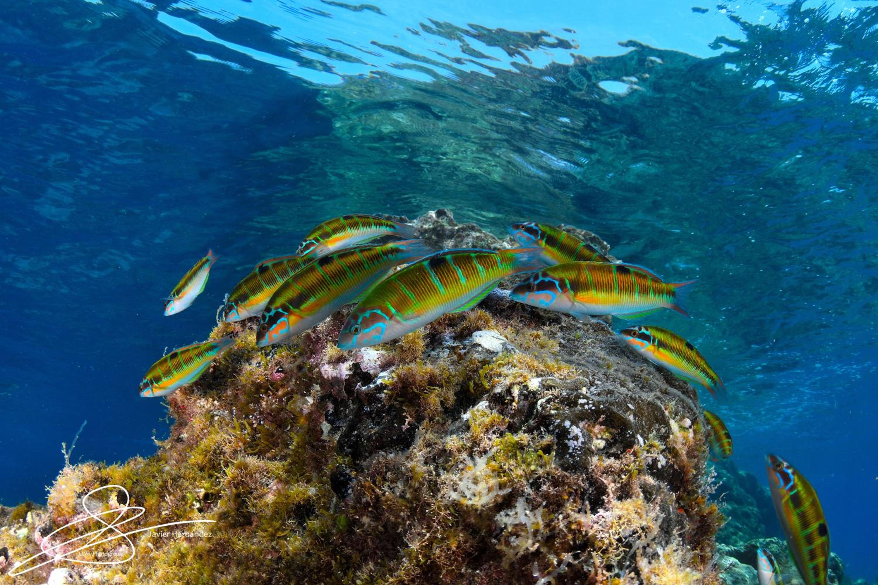 Фото Apartahotel Costa Volcán