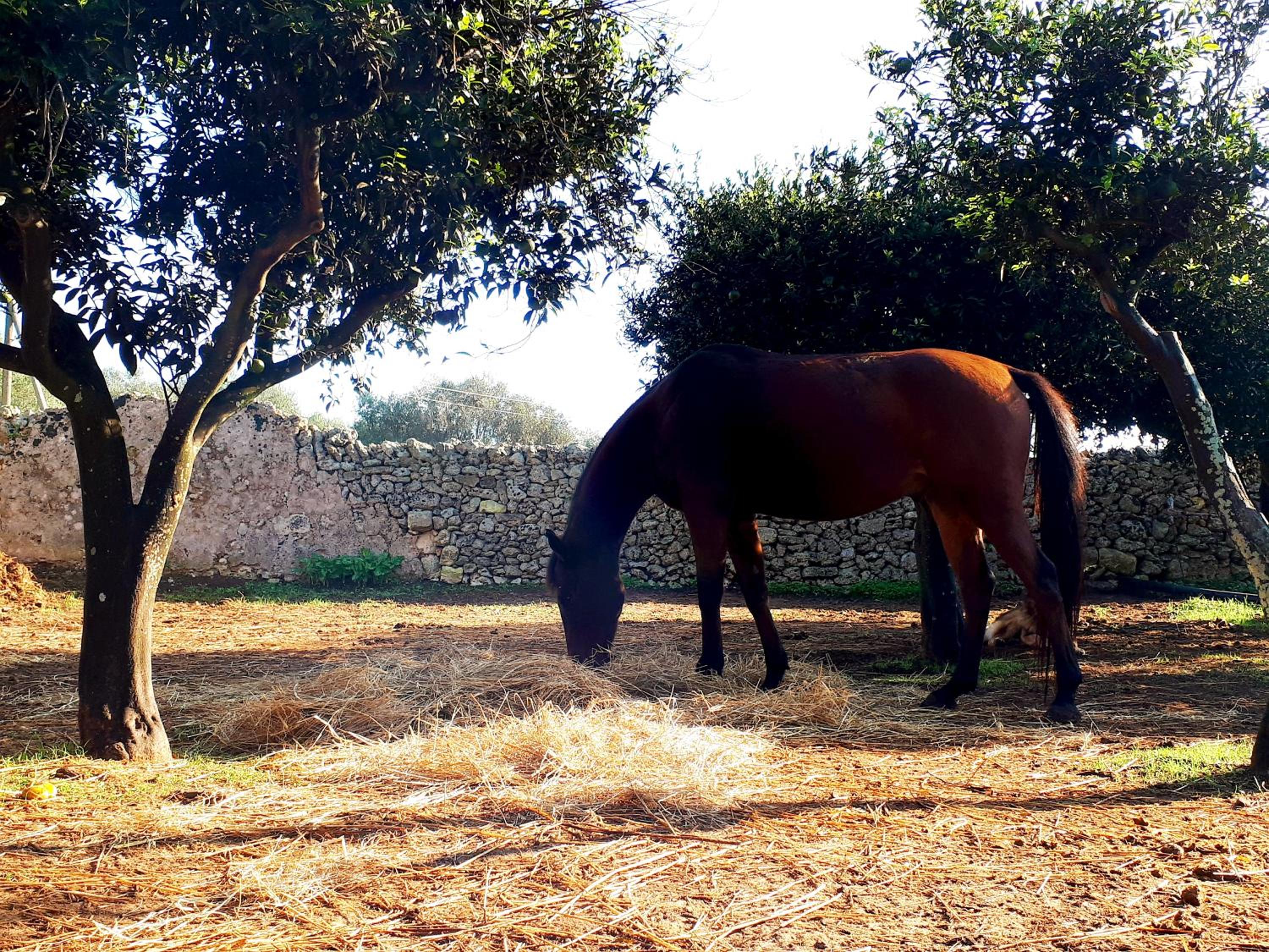 Фото Masseria Costarella
