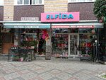 Elfida Çiçekçilik (İstanbul, Bağcılar, Fatih Mah., Pazar Cad., 160) ، محل زهور