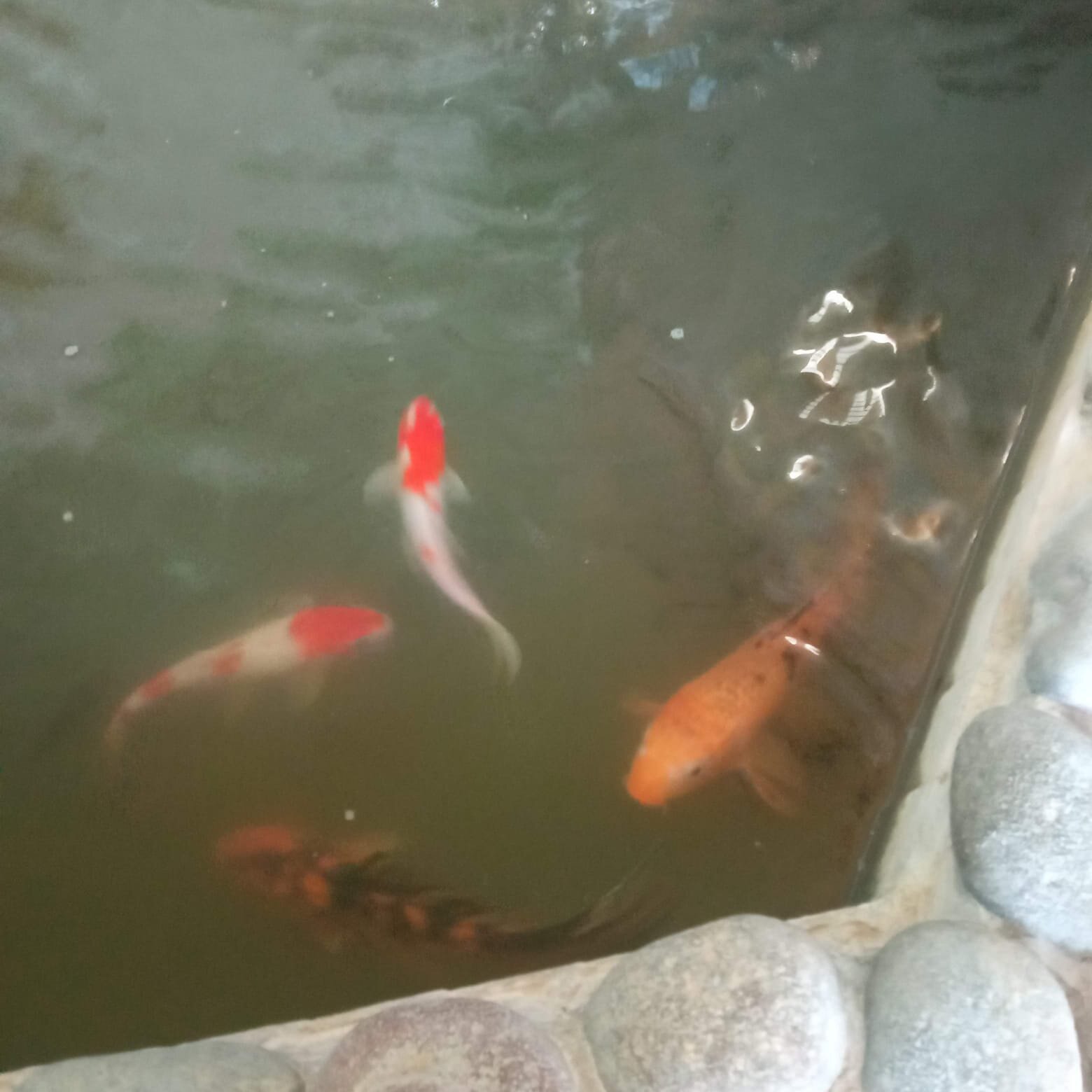 Фото Сосновый бор