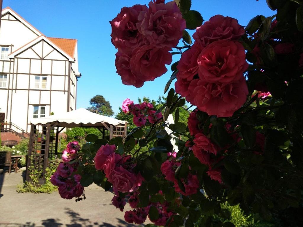 Фото Золотая Орхидея