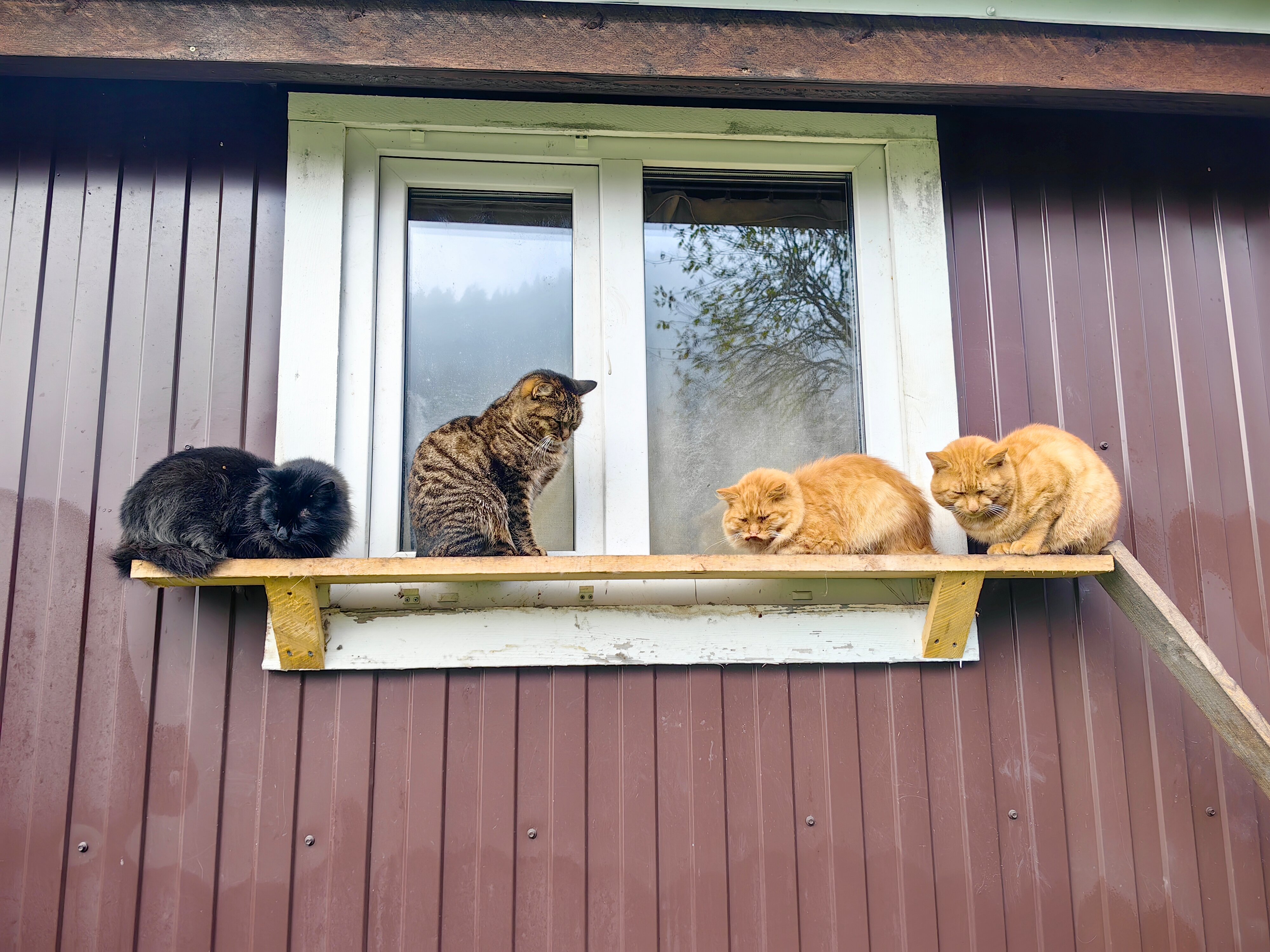 Фото Большие Коты