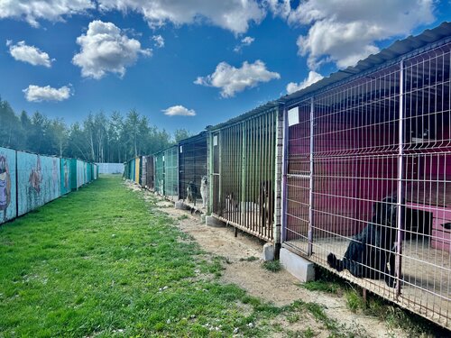 Hayvan barınakları, kulüpleri ve otelleri Pomogi Zhit, Kaluga, foto