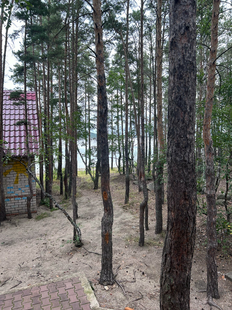 Place for picnic Place for picnic, Akmolinsk District, photo
