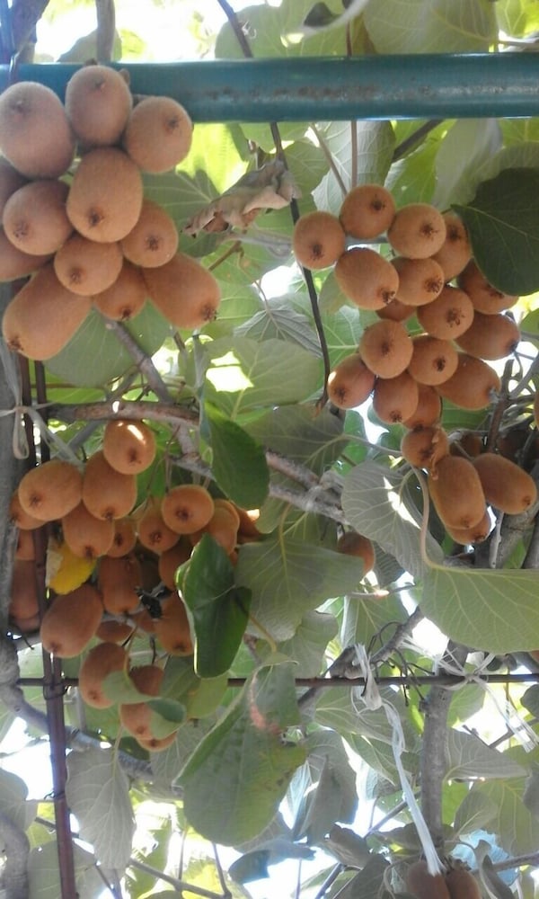 Фото Apartments Jovana