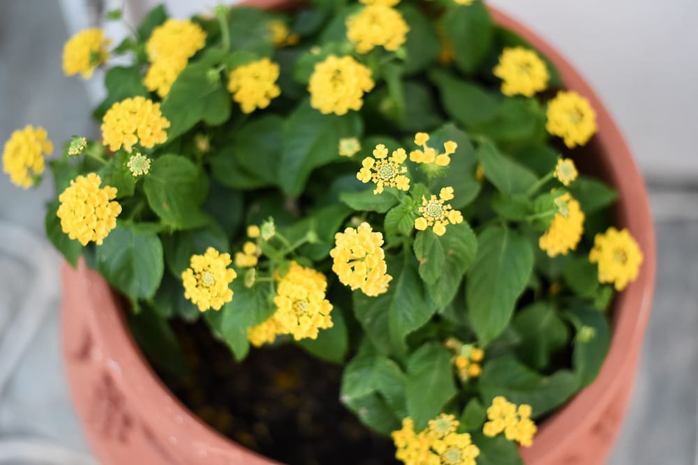 Фото Blue Fish Apartments