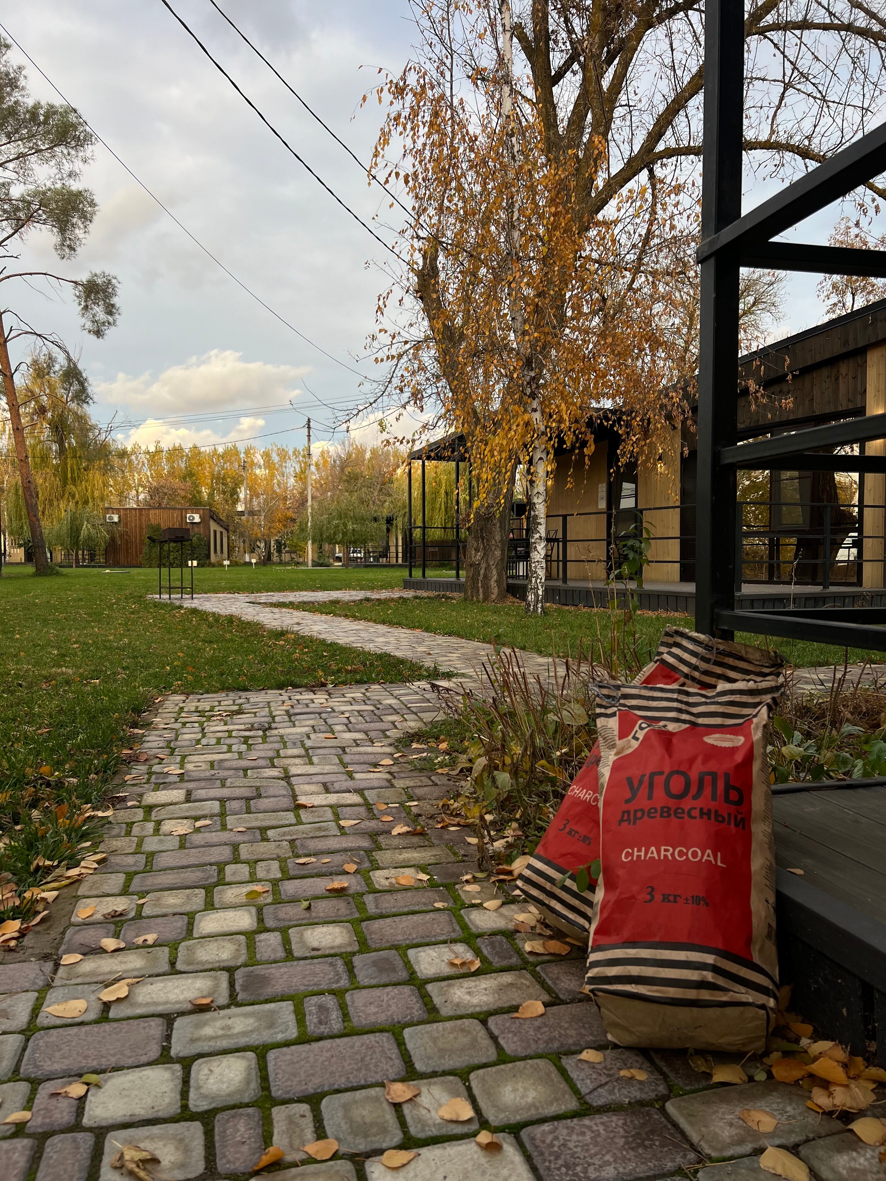 Фото Тополя