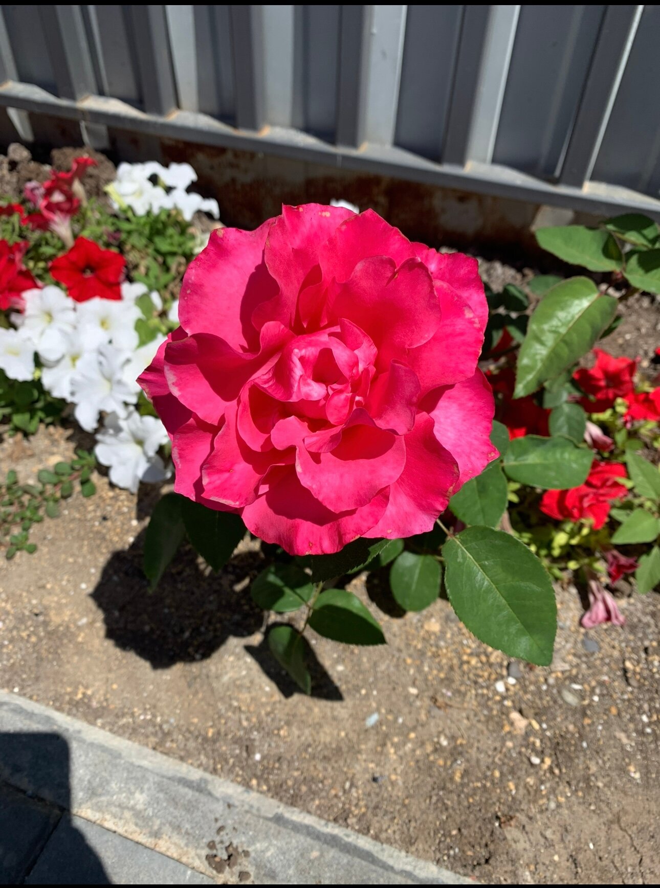 Фото Вилла Роз