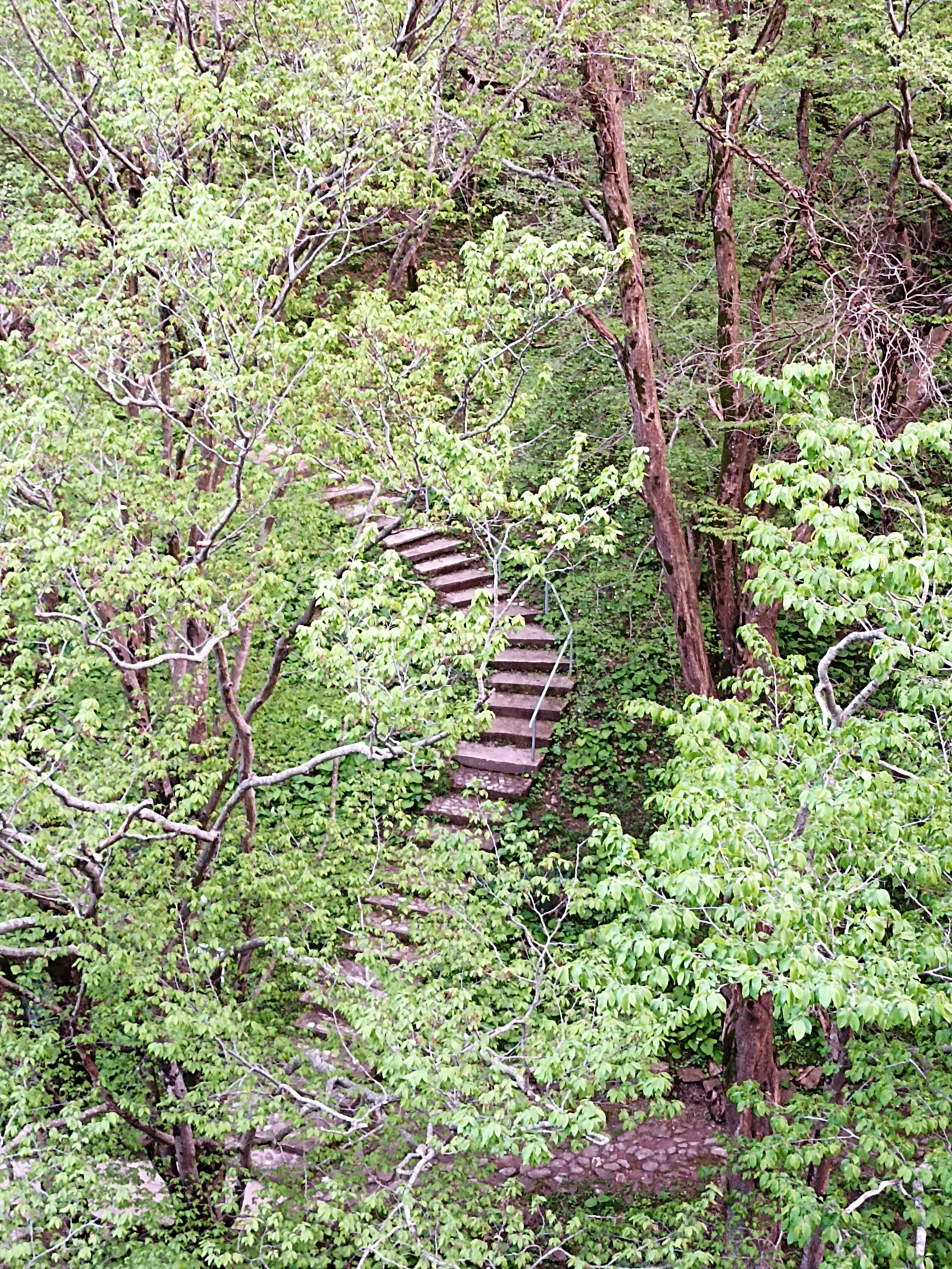 Фото Ласточка