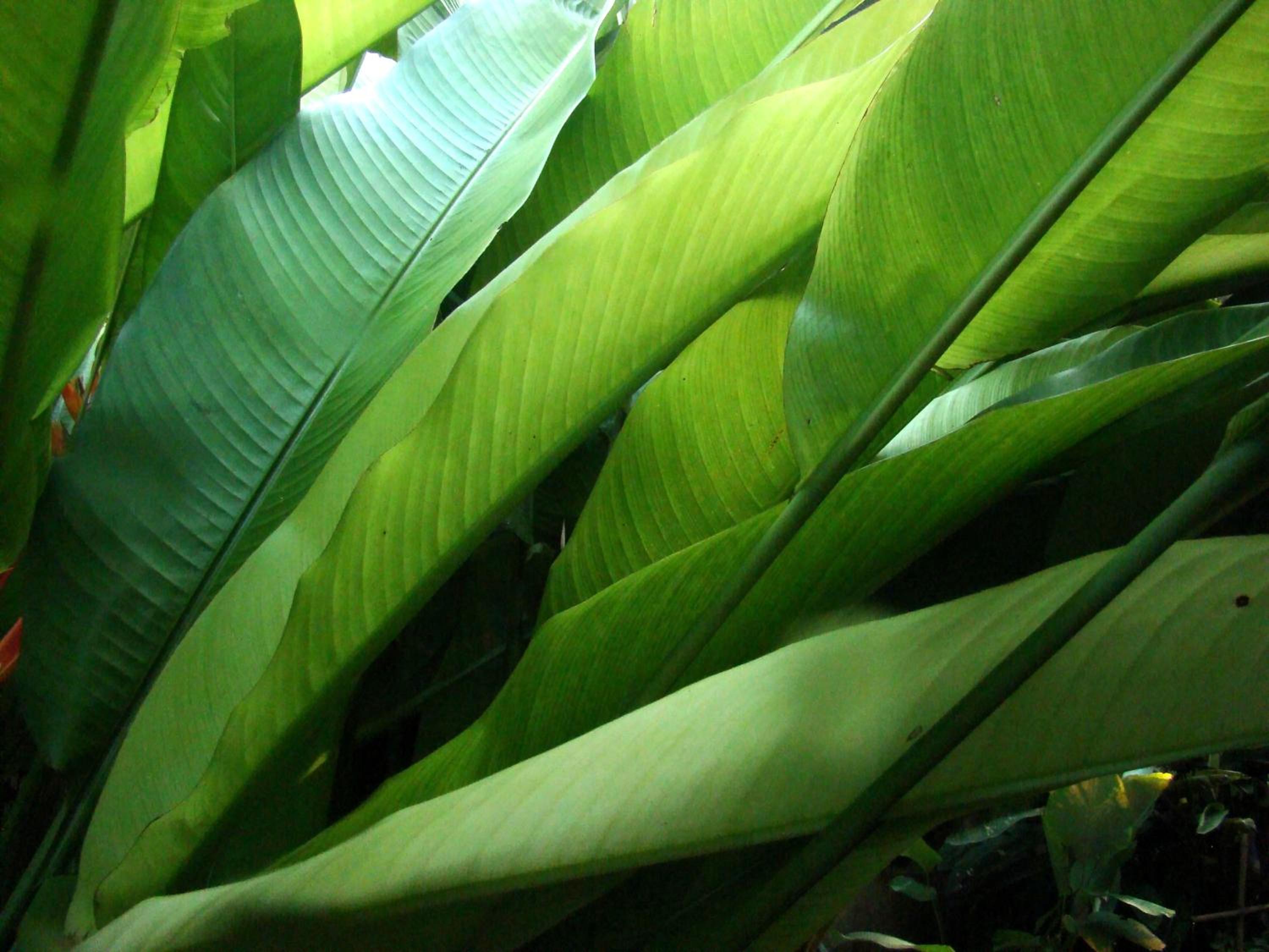 Фото Teakwood Villa