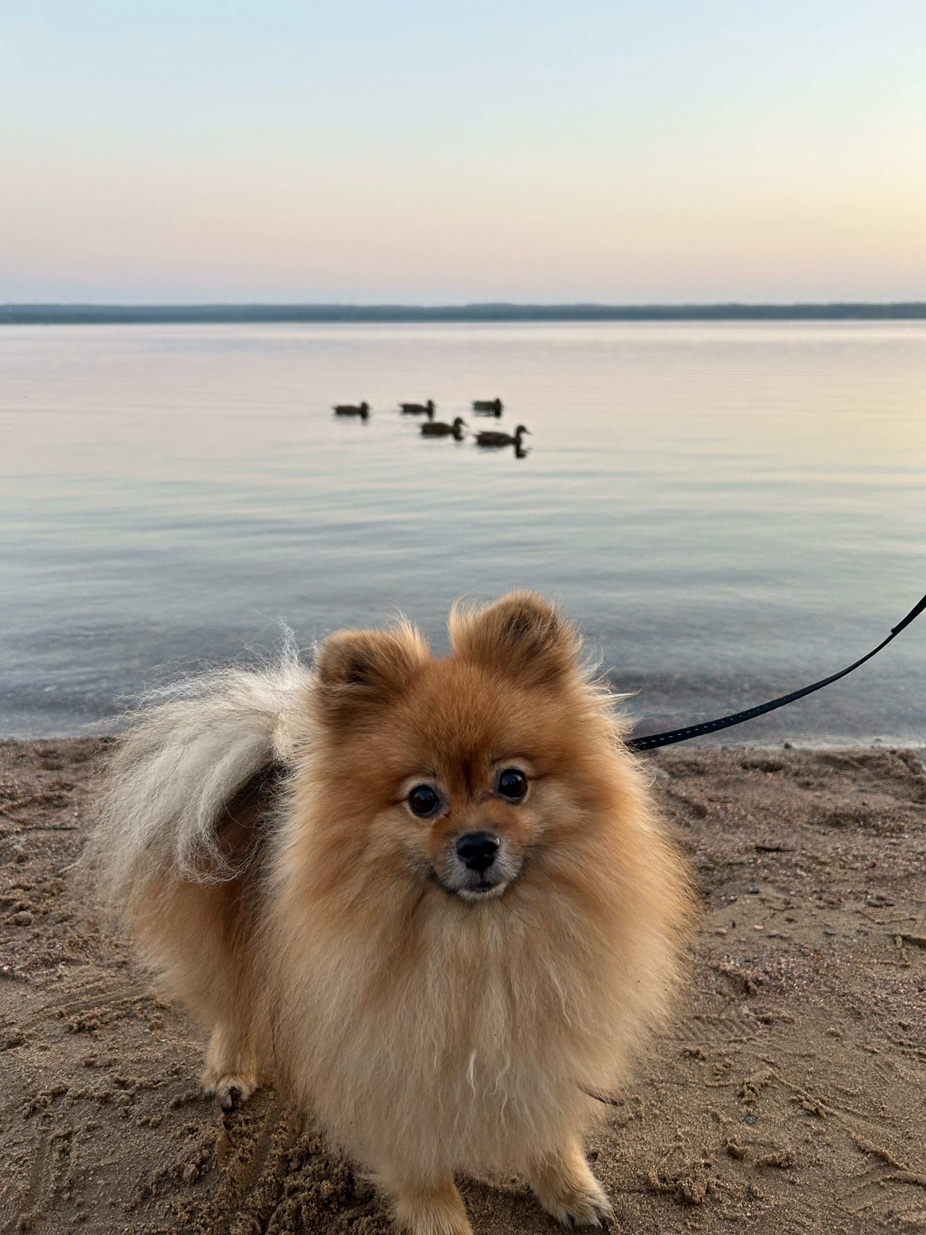 Фото Жемчужина