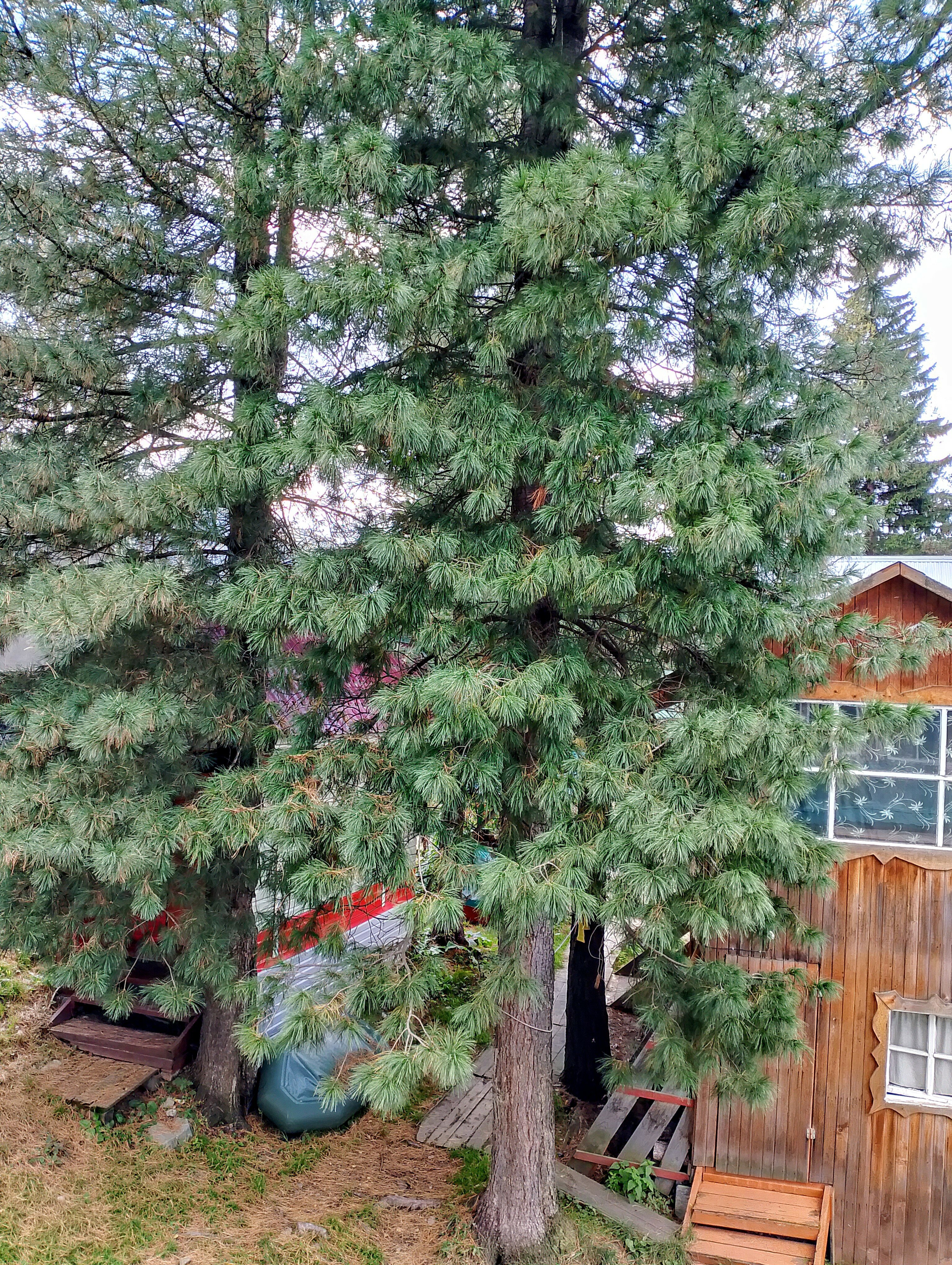 Фото Телецкое озеро