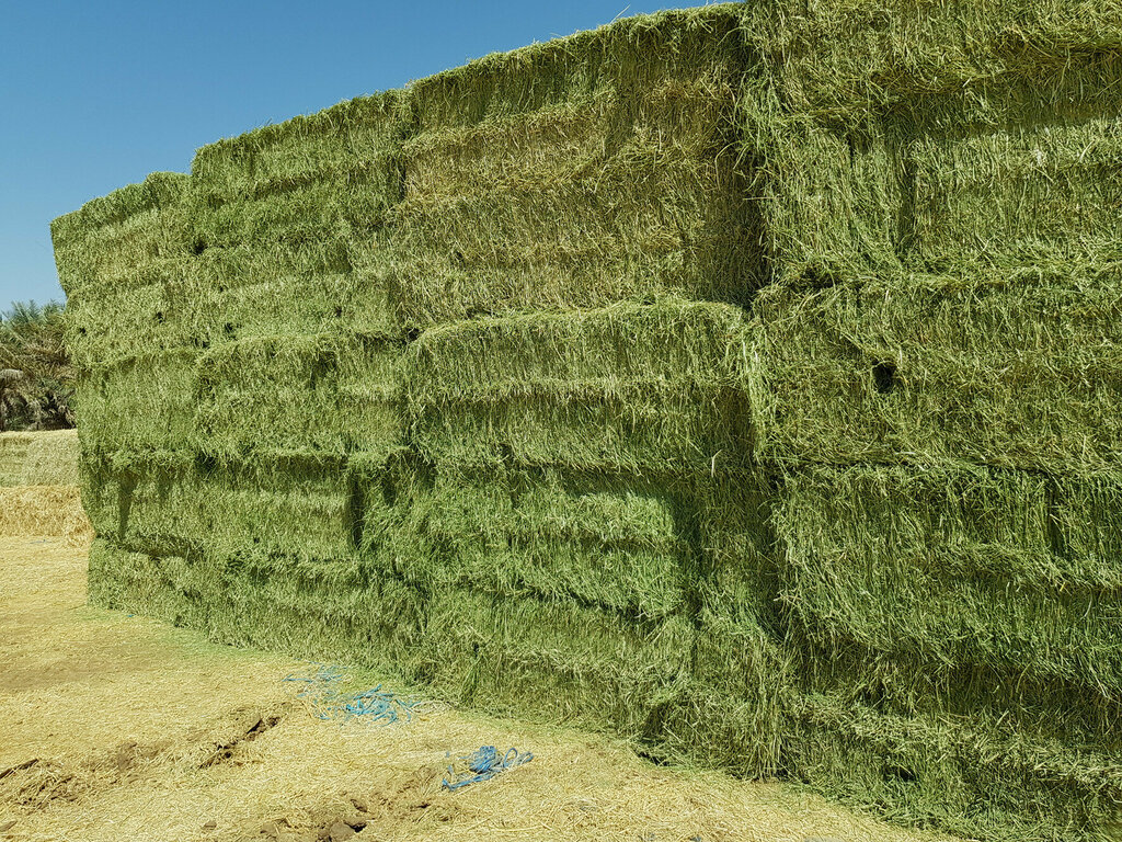 Fodder and feed additives Ali Zarkhan Fodder, Emirate of Dubai, photo