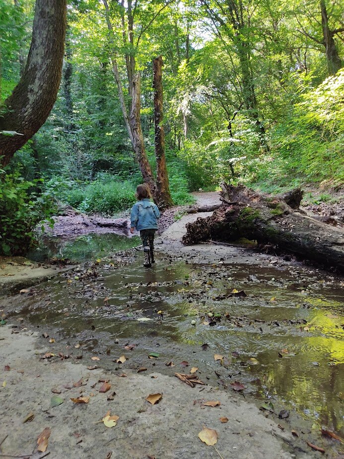 Фото Розмарин