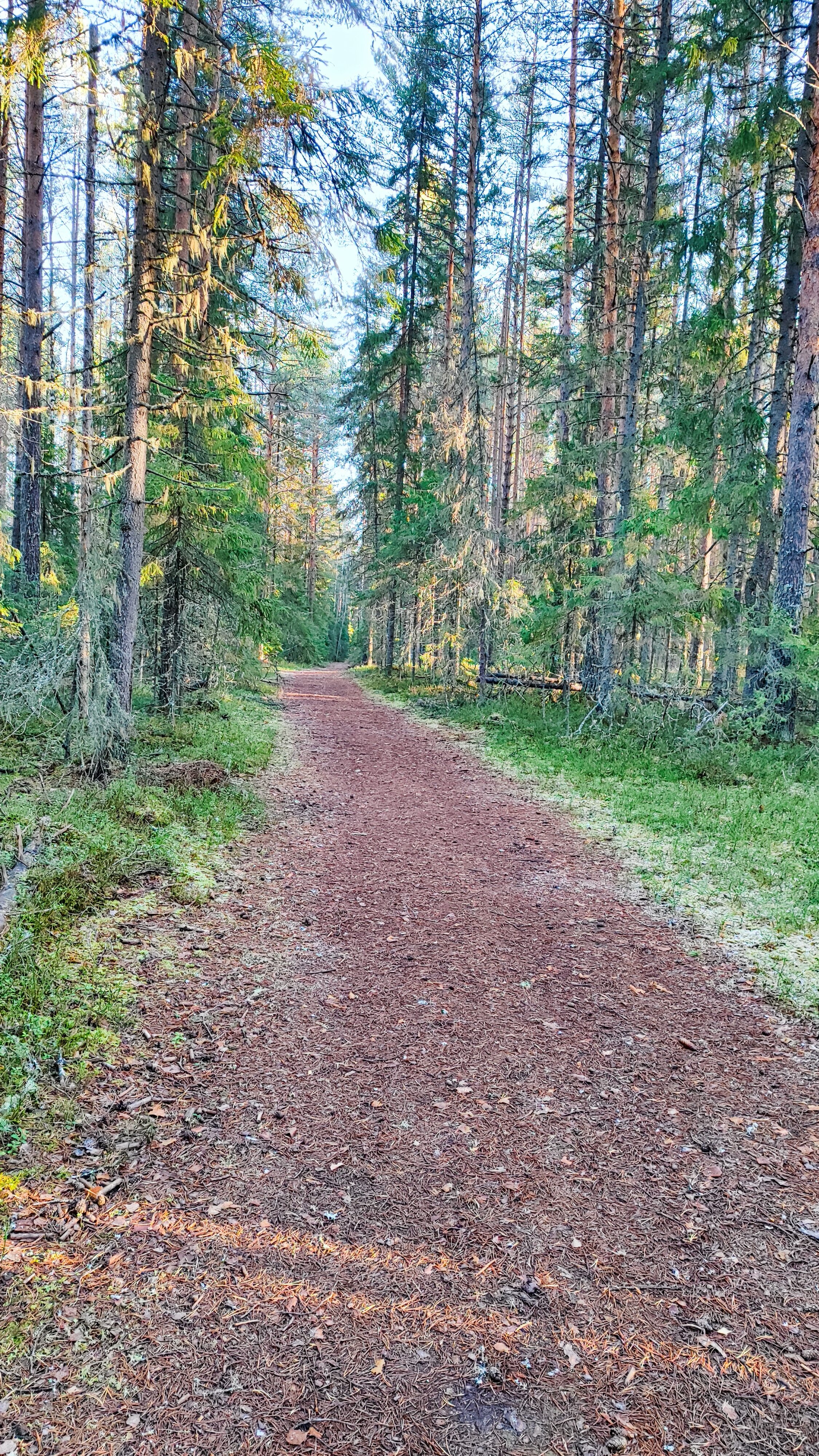 Фото Солониха
