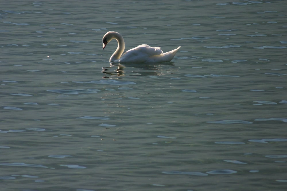 Фото Hotel Müller Hohenschwangau