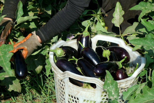 Plastic products Daskanlar Plastic, Istanbul, photo