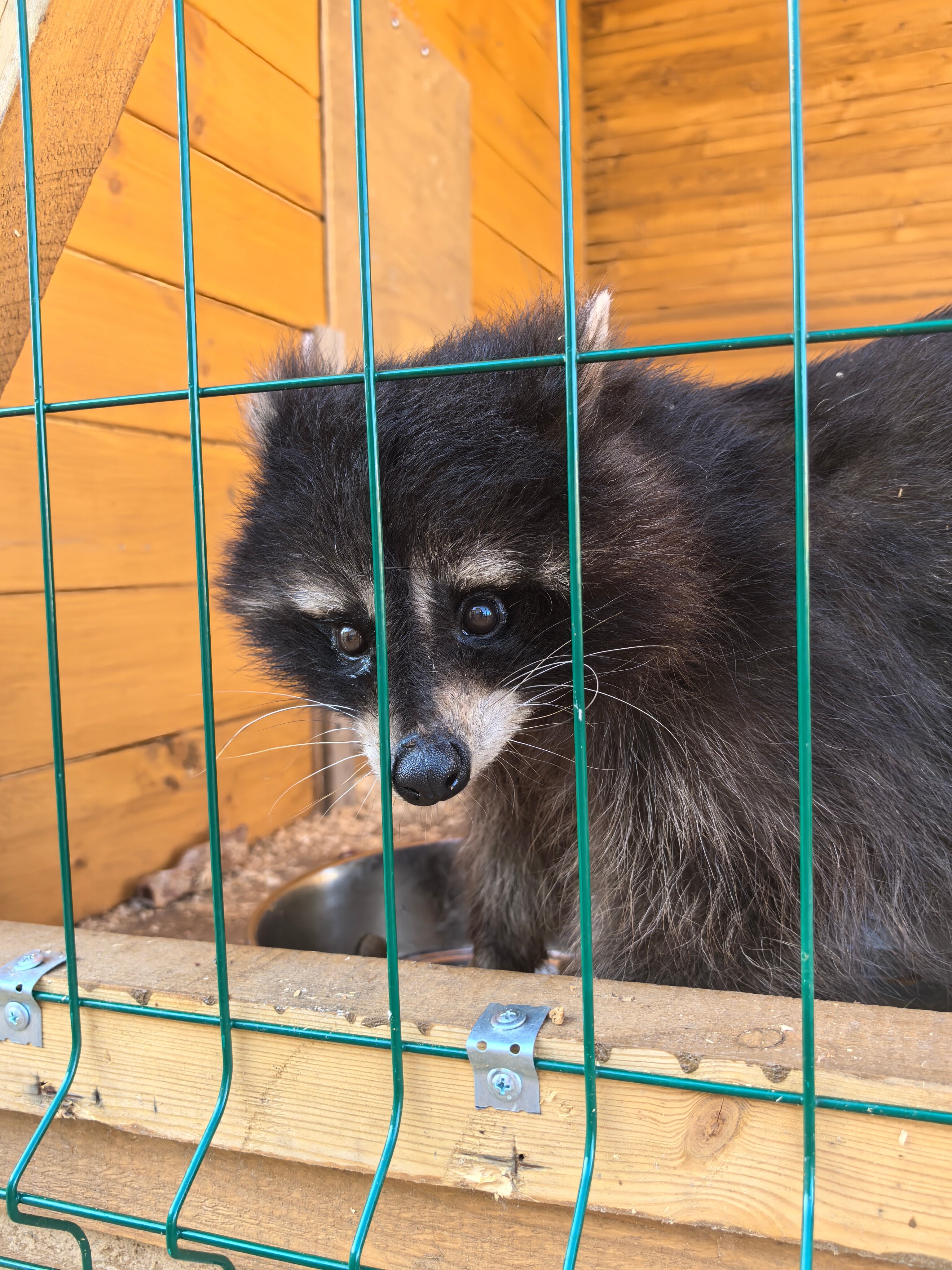 Фото Монтенегро