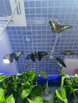 Выставка живых бабочек (Voznesenskaya Street, 32А), exhibition center