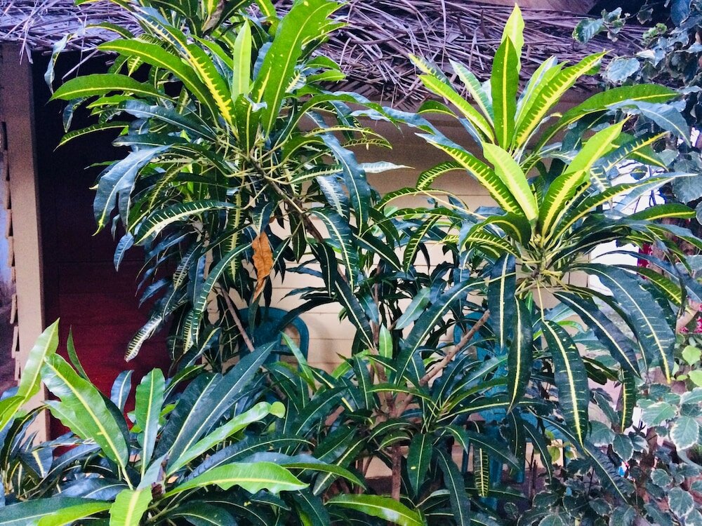 Фото Tropicana homestay