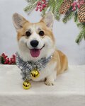 Mokryi nos (ulitsa Marshala Ustinova, 7), pet salon