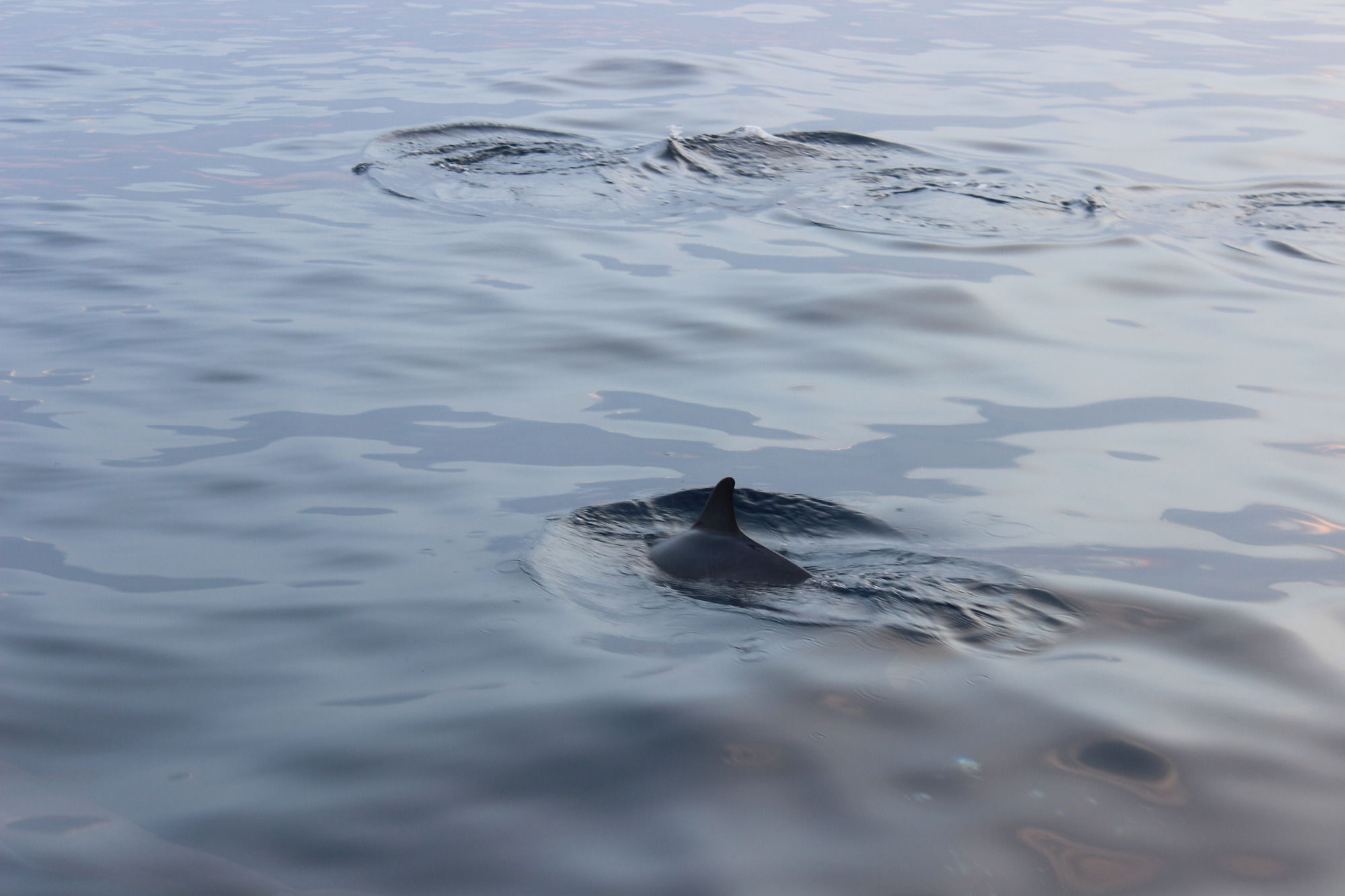 Фото The Somerset Hotel