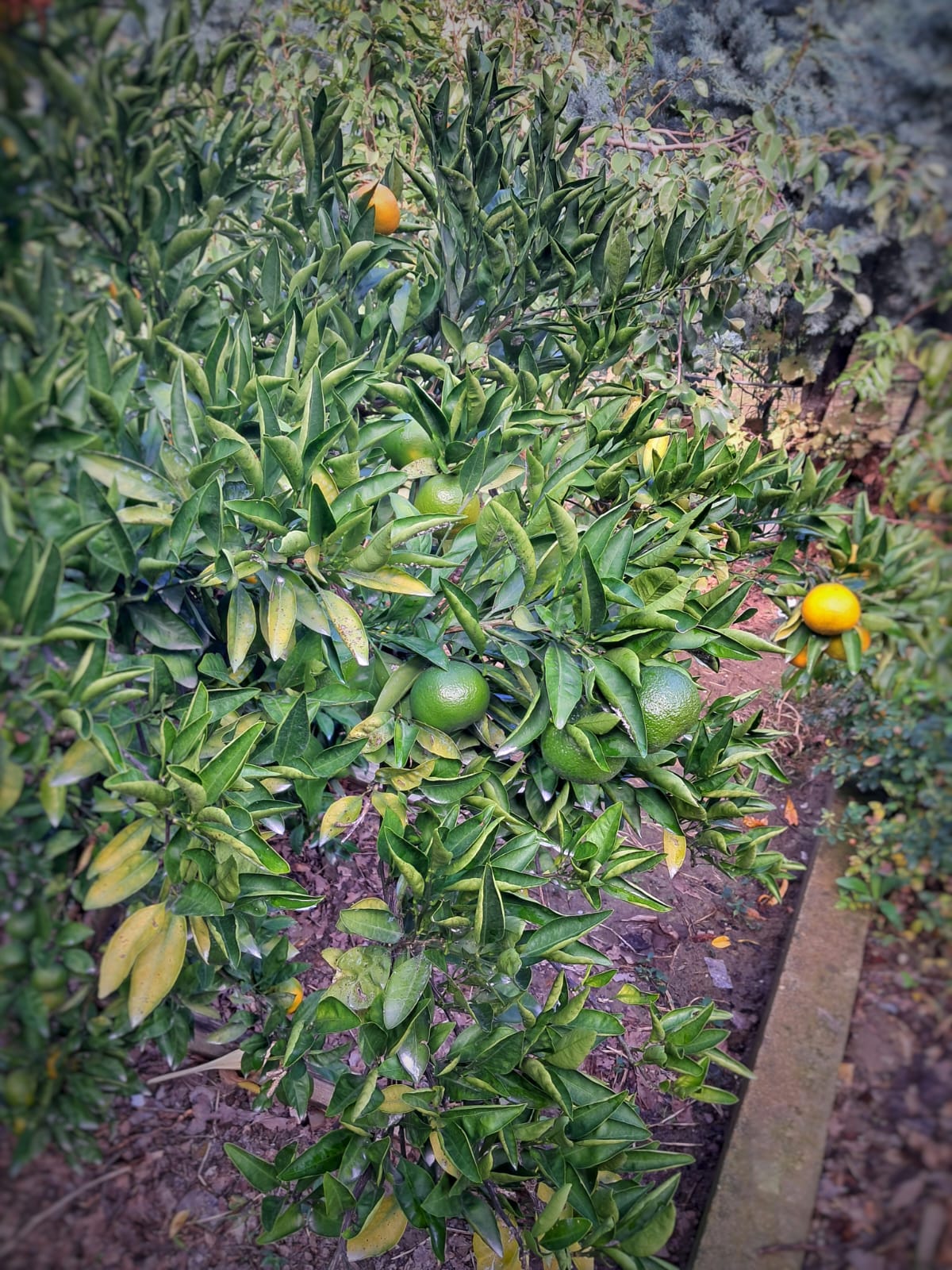 Фото Солнечный