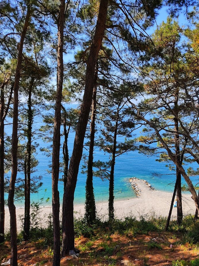 Фото Розмарин