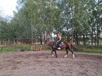 Кони в яблоках (Gagarina Avenue, 234Д), horse riding