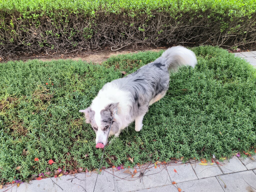 Pet shop Afro Pets, Dubai, photo