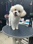 Black nose (Glavmosstroya Street, 5), pet salon