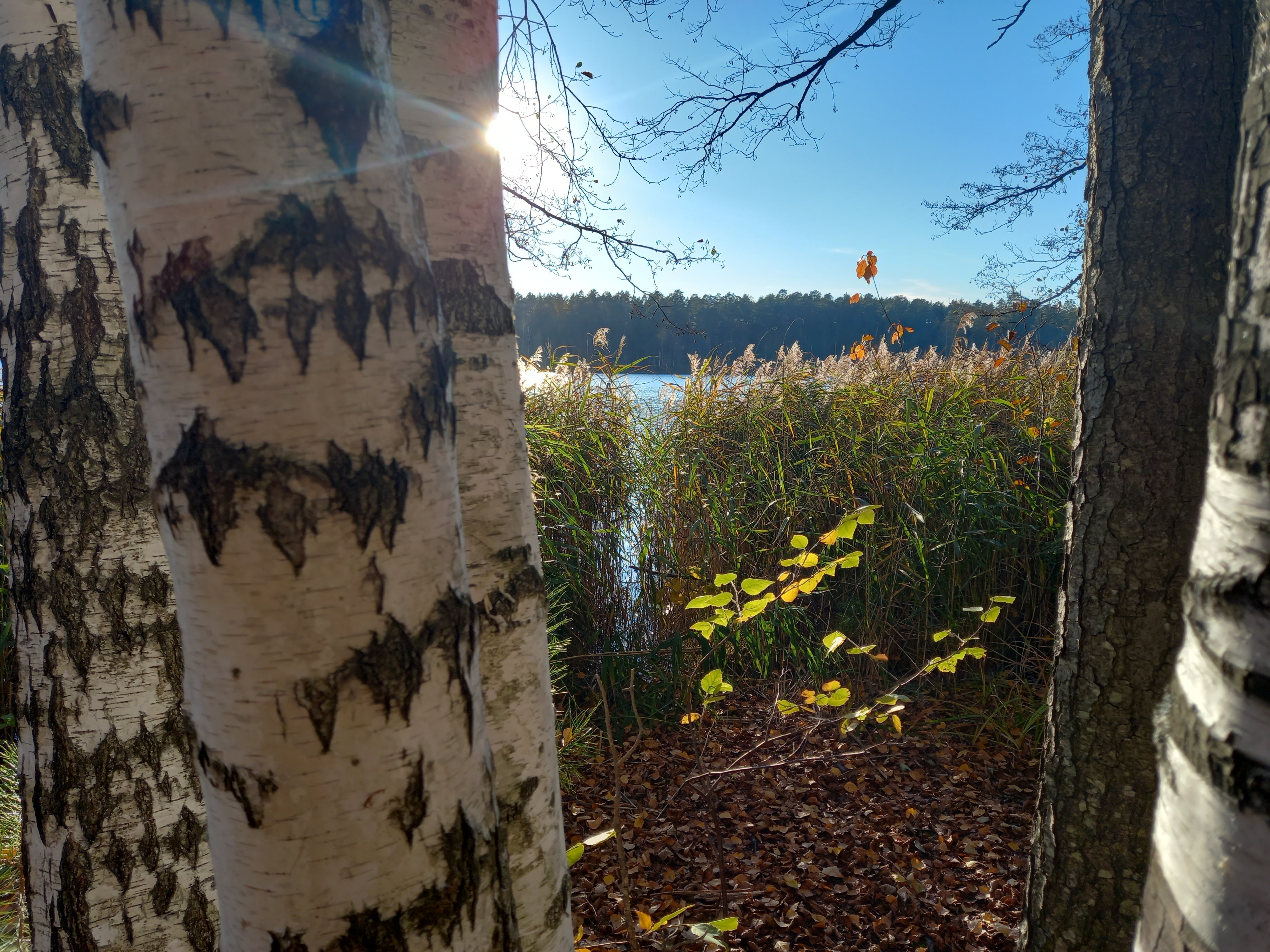 Фото Кичиер