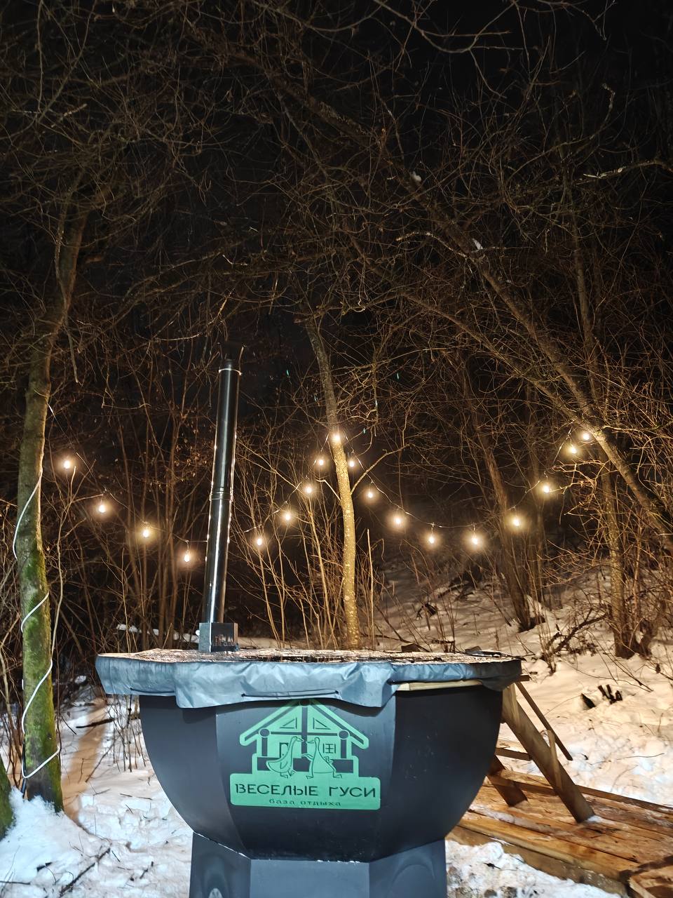 Фото Веселые гуси