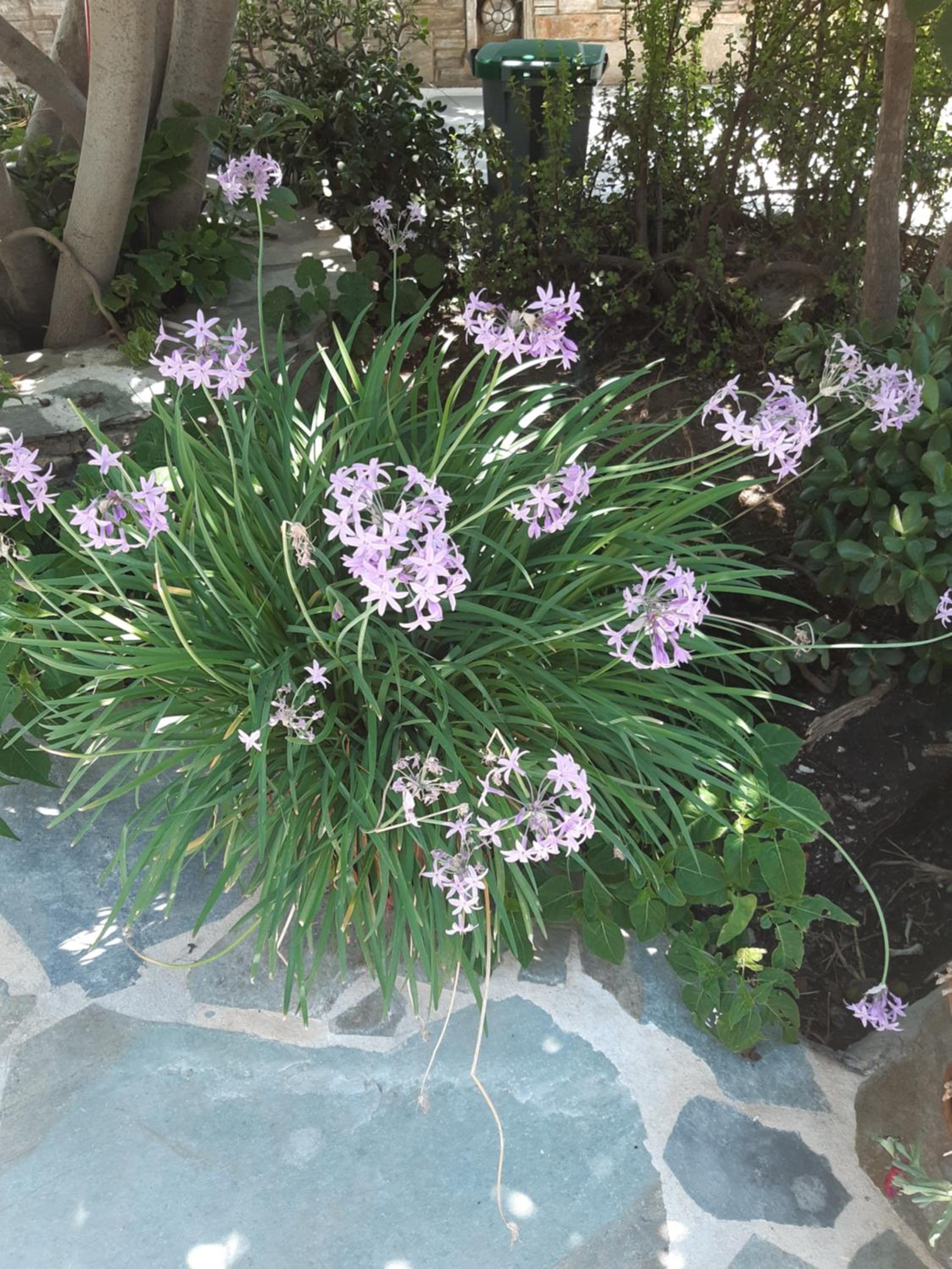 Фото Ioanna Apartments