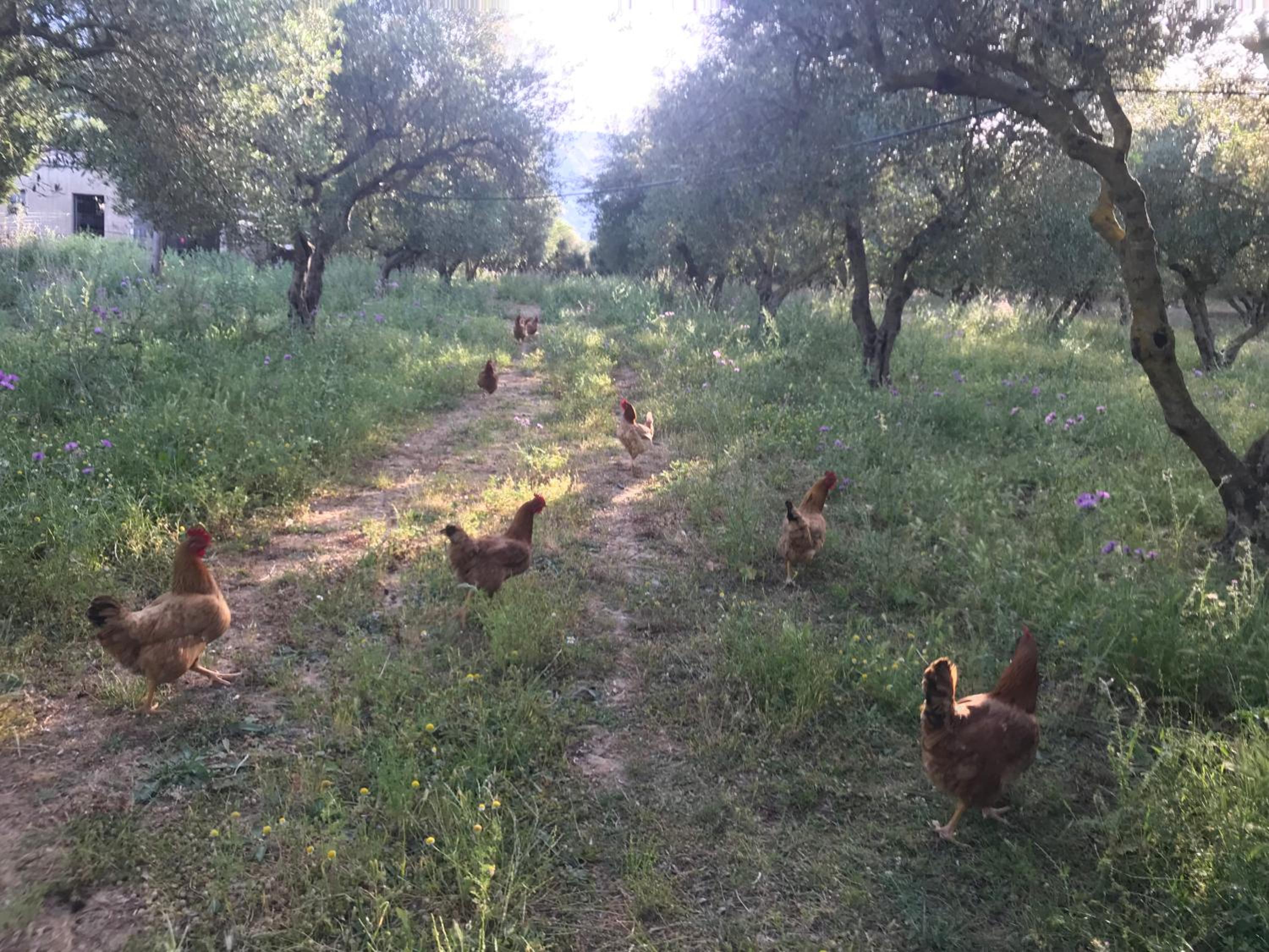 Фото Vardis Olive Garden