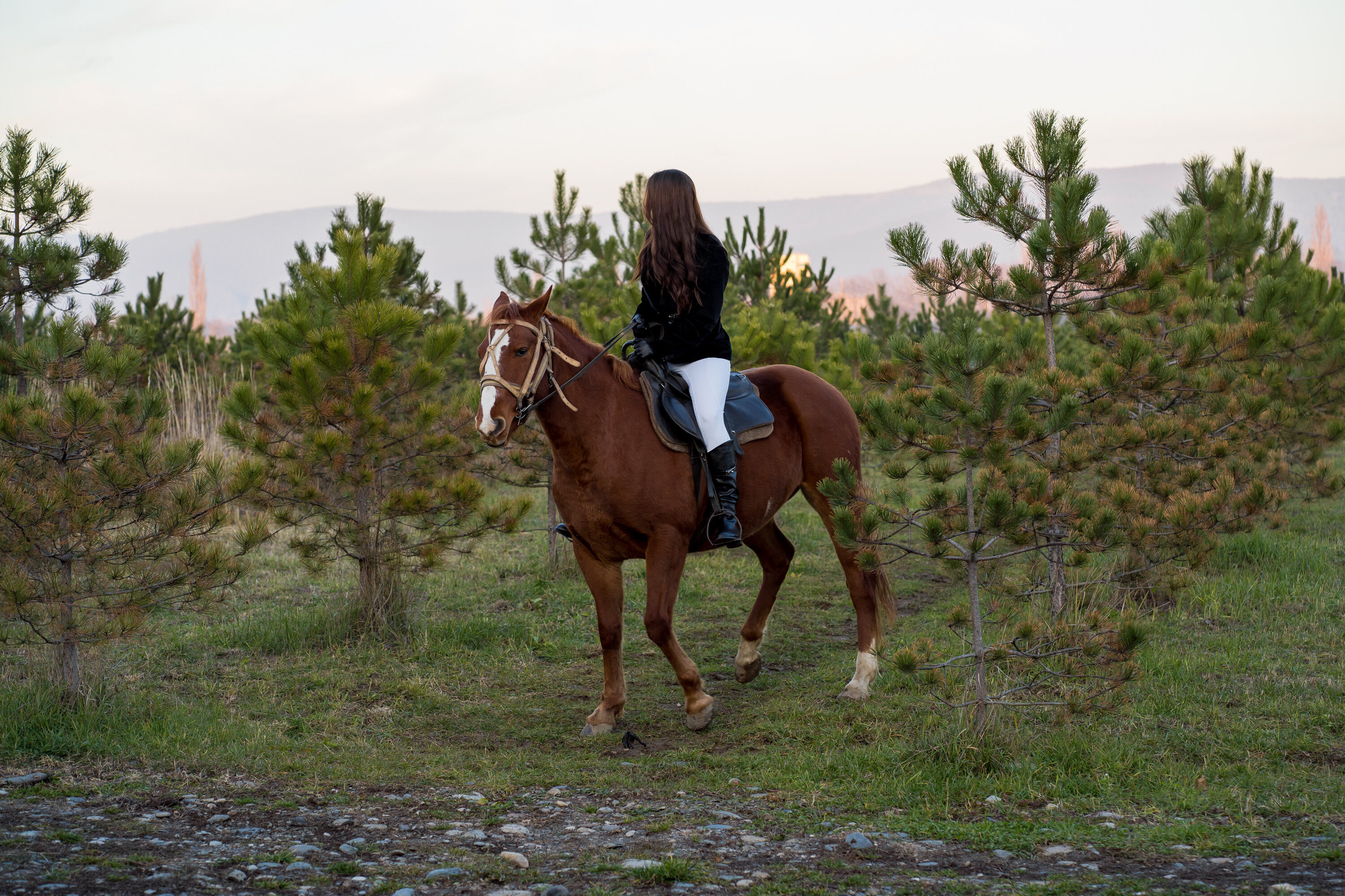 Фото Кедровый бор