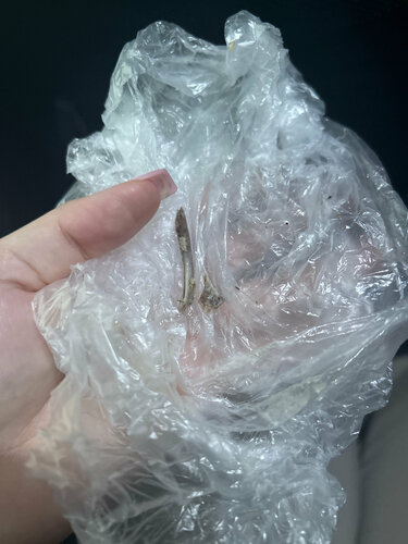 Үлкен жамбас порно